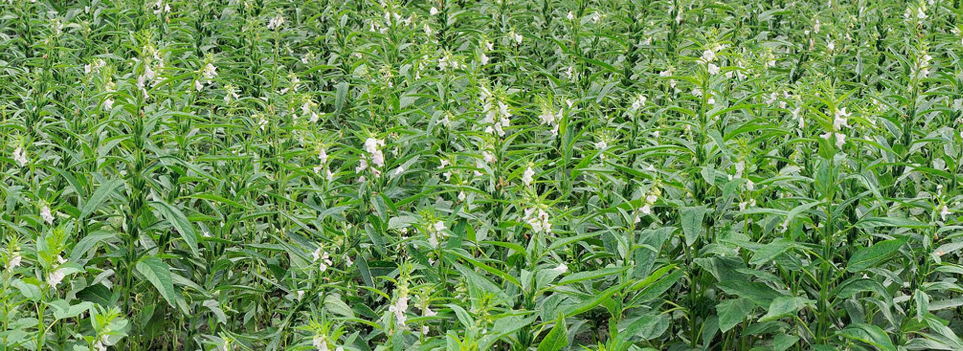 Natural Hulled Sesame Seeds slider4